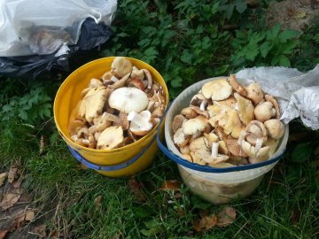 Лучанка похизувалася грибним «уловом». ФОТО