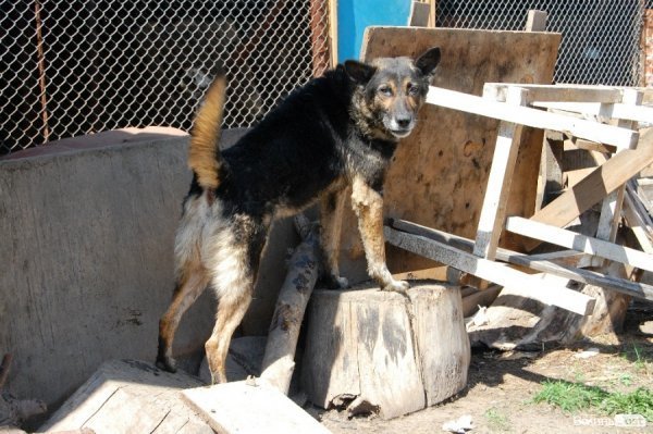 Іноземці безплатно стерилізуватимуть луцьких собак