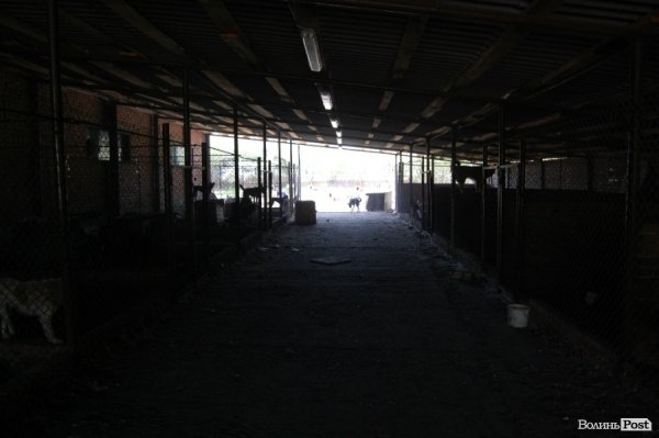 Іноземці безплатно стерилізуватимуть луцьких собак