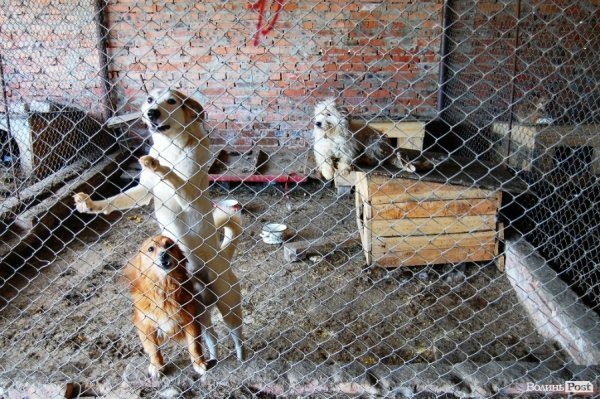 Іноземці безплатно стерилізуватимуть луцьких собак