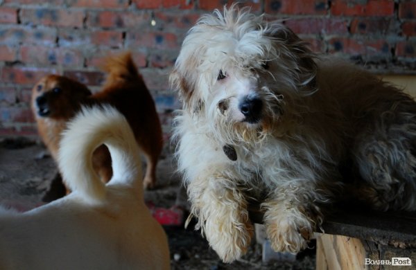Іноземці безплатно стерилізуватимуть луцьких собак
