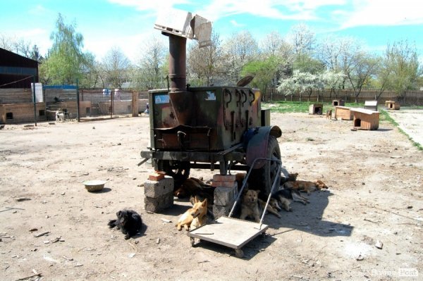 Іноземці безплатно стерилізуватимуть луцьких собак