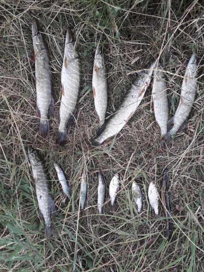 На Волині спіймали «на гарячому» двох чоловіків, які ловили рибу кловнею. ФОТО