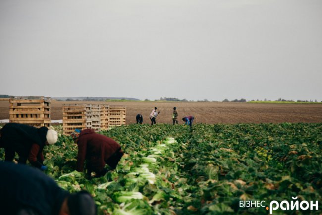 Як на Волині роблять бізнес на пекінській капусті