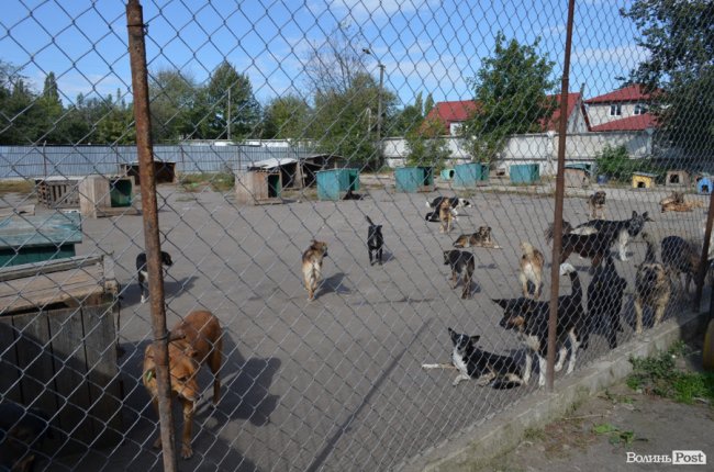 Показали умови, у яких живуть тварини в луцькій «Ласці». ФОТО