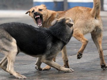 У Луцьку побільшало вуличних собак