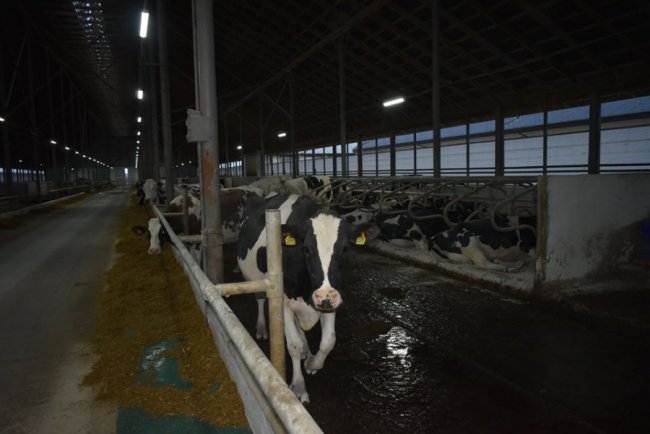 У селі на Волині збудували молочний комплекс за європейськими технологіями. ФОТО