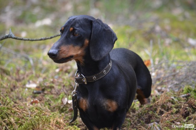 Війна у лісах Волині: підготовка загонів тероборони