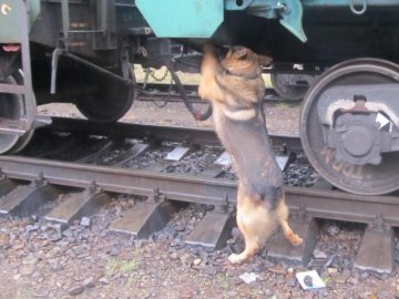 На Волині пес винюхав контрабандні цигарки у потязі