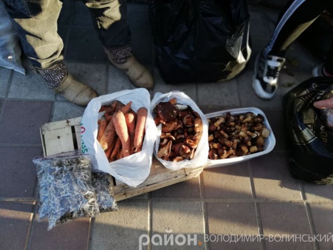 Скільки коштує кілограм грибів на Волині. ФОТО