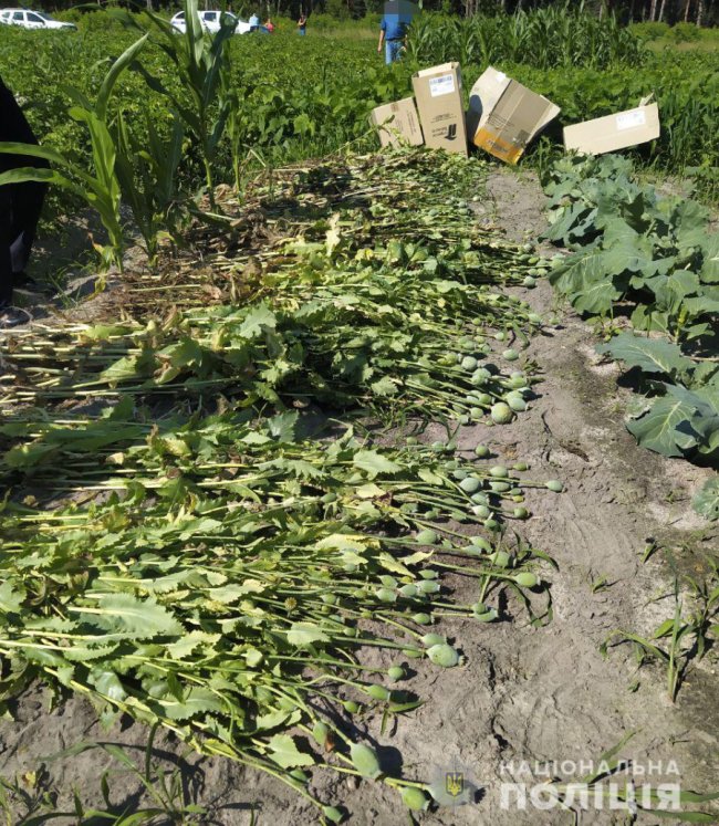Операція «Мак»: у Ковельському районі поліцейські вилучили незаконні посіви 
