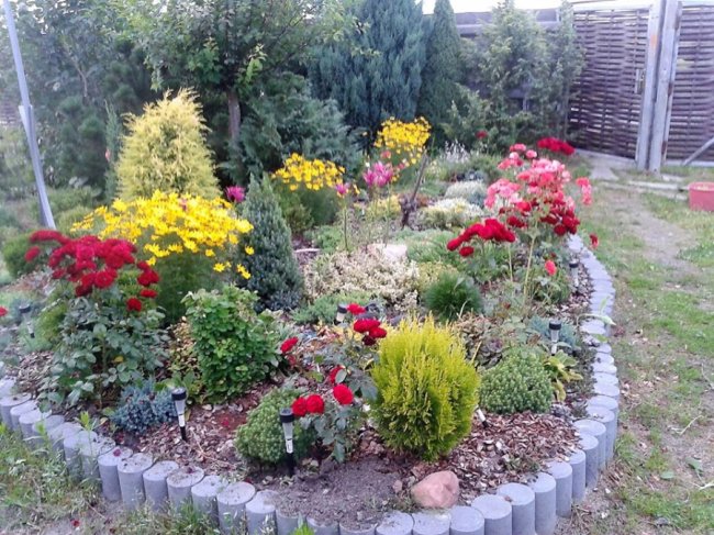 Подружжя волинян вирощує «райський сад» зі 100 видами троянд та 60 сортами яблунь