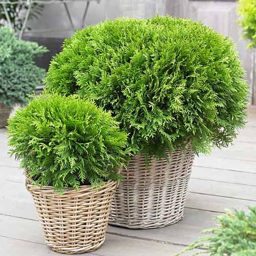 Повідомили ще одну цікавинку масштабного тюльпанового фестивалю  на Волині. ФОТО