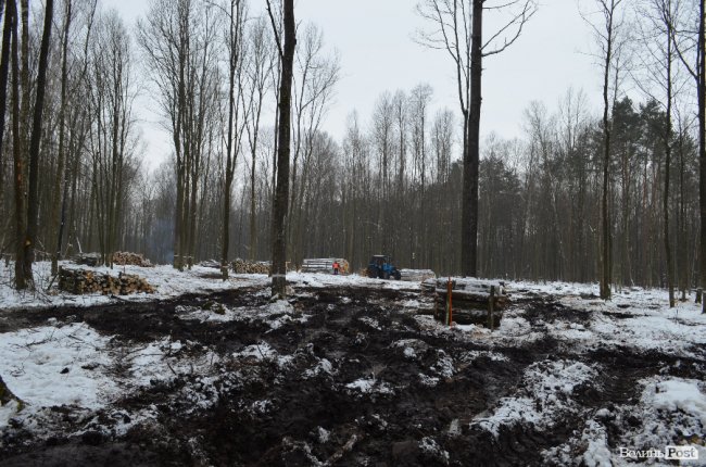 Жнива у зимовому лісі: як на Волині заготовляють деревину. ФОТО