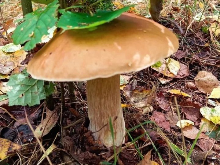 ТОП-10 місць на Волині, куди варто поїхати по гриби