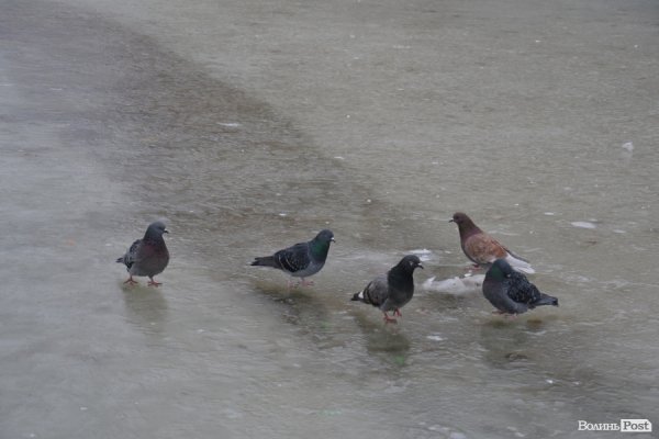 У центрі Луцька залили ковзанку