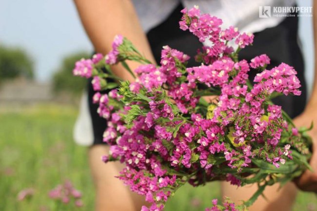Яскрава квітка півдня: як поблизу Луцька родина вирощує красивий сухоцвіт. ФОТО
