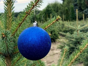 Скільки цьогоріч коштують новорічні ялинки на Волині 