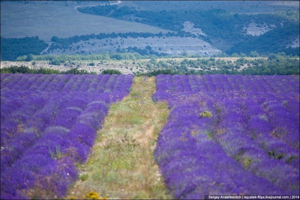 Український Прованс: лавандові поля в Криму. ФОТО
