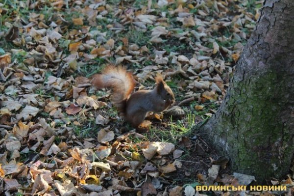 Чи безпечні атракціони у Центральному парку в Луцьку? ФОТО*