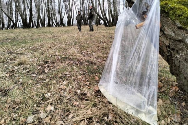 На Волині стартував сезон збору березового соку