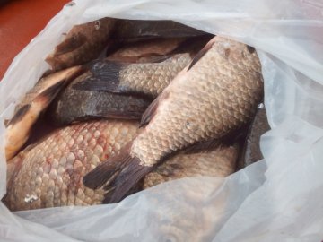 У Луцьку виявили чоловіка, який ловив рибу забороненим знаряддям