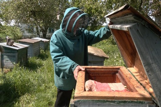 «Поки не вмру, бджіл не покину»: 84-річний пасічник з Волині доглядає 25 вуликів. ВІДЕО