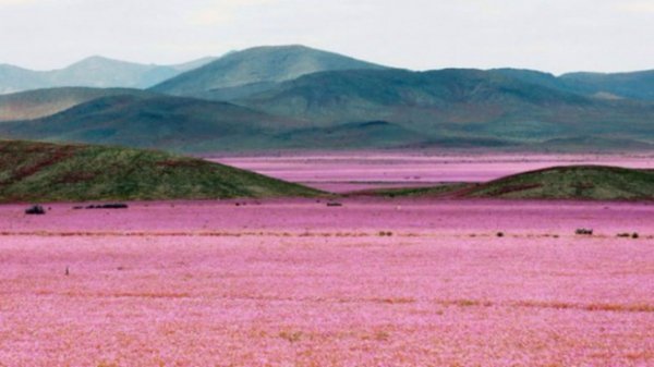 Атакама зацвіла: безлюдна пустеля перетворилась на квітуче поле. ФОТО