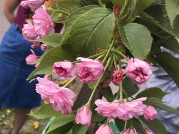 У центрі Луцька зацвіли саджанці сакури. ФОТО