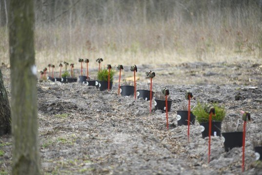Мільйони сіянців і тисячі гектарів території: весна-2019 у волинських лісах. ФОТО