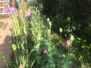 Під Луцьком пенсіонерка вирощувала на городі мак та коноплі. ФОТО