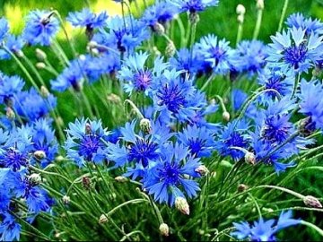 4 червня – яке сьогодні свято і чому в цей день не варто працювати у полі