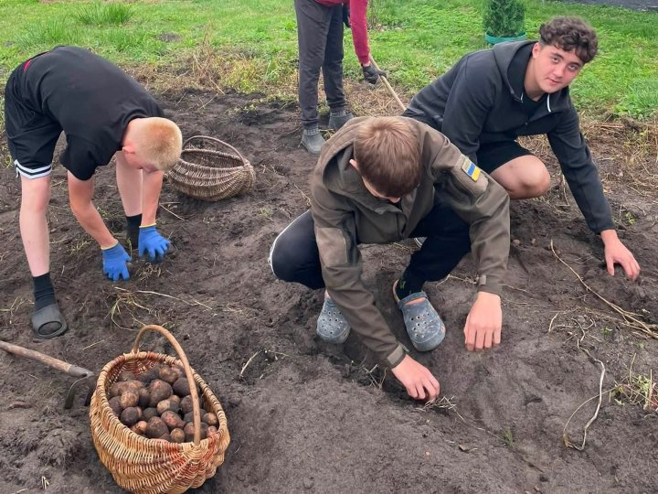 На Волині школярі допомогли зібрати картоплю матері військового, який воює на фронті