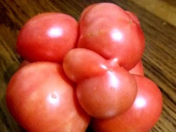 Помідор-квітка та велетенський гриб: волинська чиновниця похвалилася сімейним рекордом