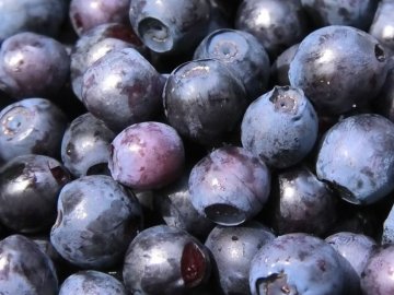 У волинських лісах добре вродили чорниці. ВІДЕО