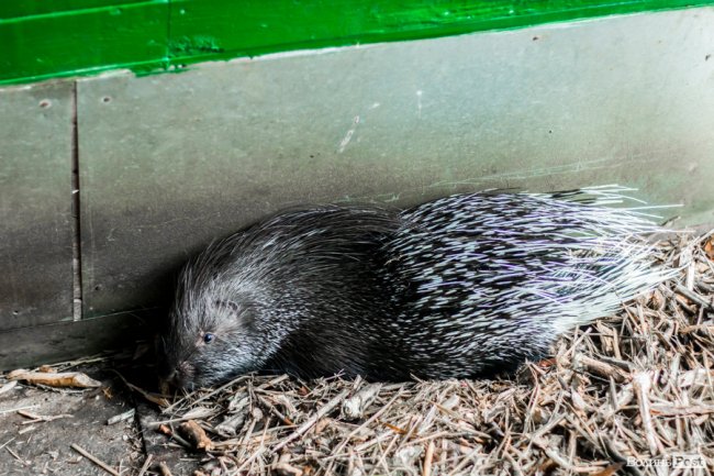 Пухнасті любощі, або Закохані парочки Луцького зоопарку. ФОТО