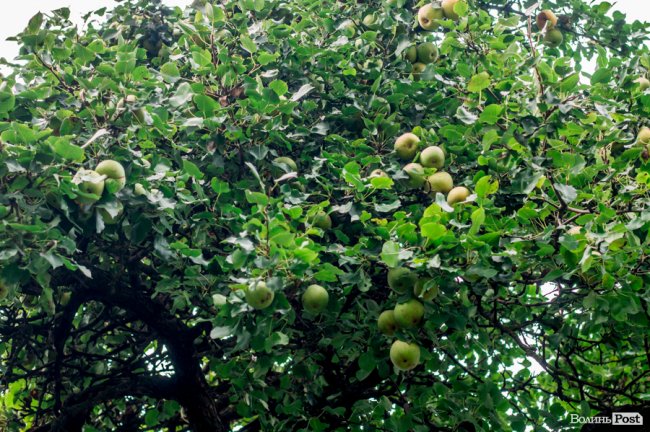 Соковиті й налиті сонцем дарунки осені: що вродило в садах і на городах лучан. ФОТО