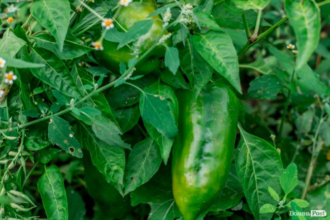 Соковиті й налиті сонцем дарунки осені: що вродило в садах і на городах лучан. ФОТО