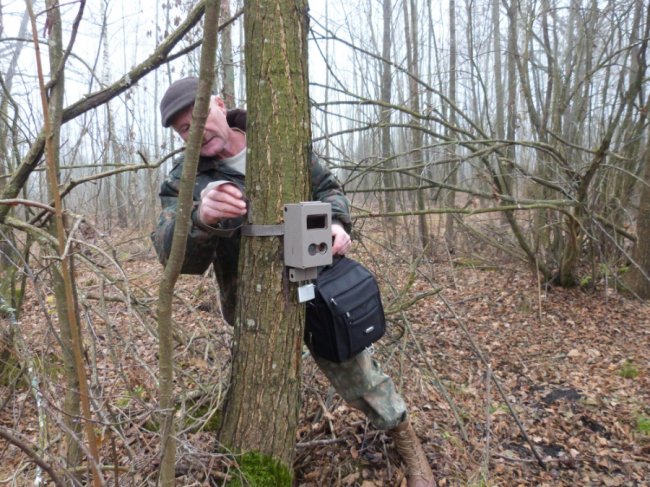 У волинському лісі встановили фотопастки.ФОТО
