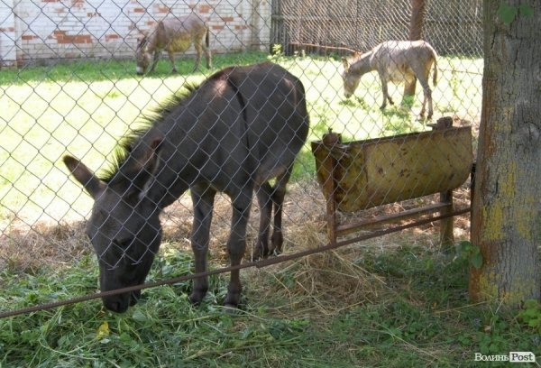 Луцький зоопарк планували розширити ще за Кривицького. ФОТО