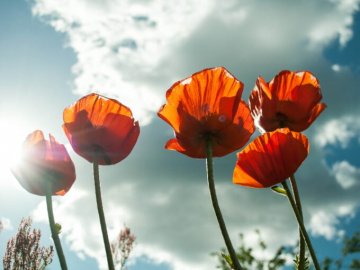 Погода у Луцьку та Волинській області на четвер, 17 червня