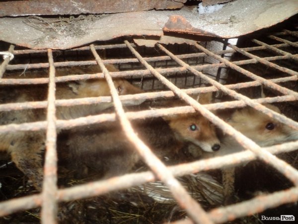 Лисиці у волинському селі об’їдають і кусають чоловіка, який колись їх піймав. ФОТО