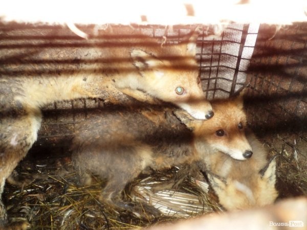 Лисиці у волинському селі об’їдають і кусають чоловіка, який колись їх піймав. ФОТО