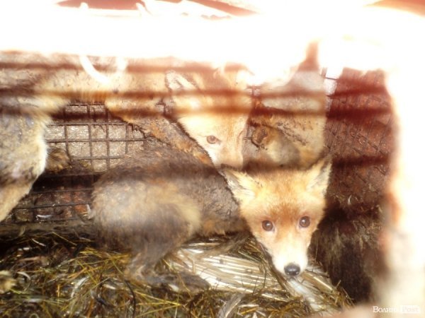 Лисиці у волинському селі об’їдають і кусають чоловіка, який колись їх піймав. ФОТО