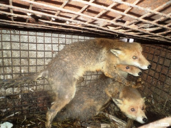 Лисиці у волинському селі об’їдають і кусають чоловіка, який колись їх піймав. ФОТО