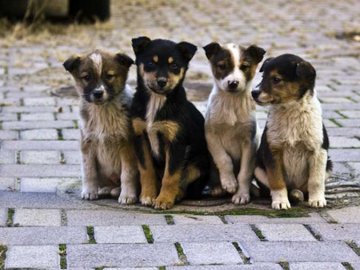 У Ковелі облаштують пункт стерилізації безпритульних тварин