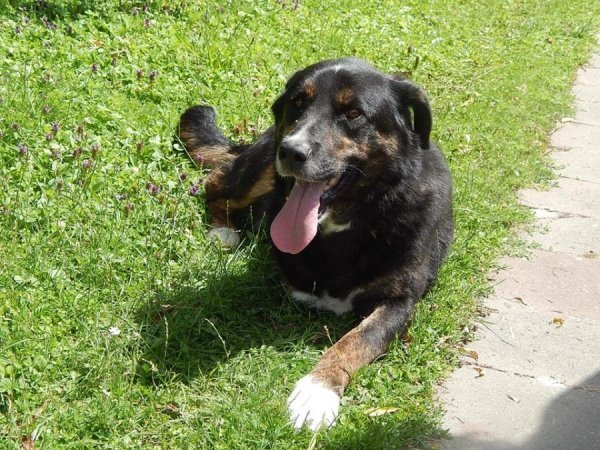 В зоопарку Луцька – емігрант із зони АТО. ФОТО