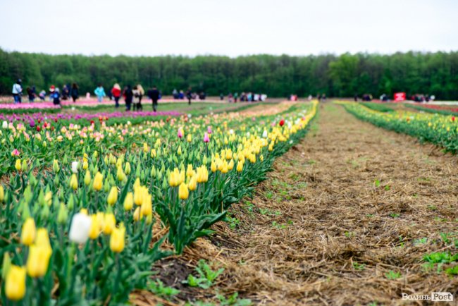 Попри негоду «Волинська Голландія» гостинно зустрічає гостей. ФОТО