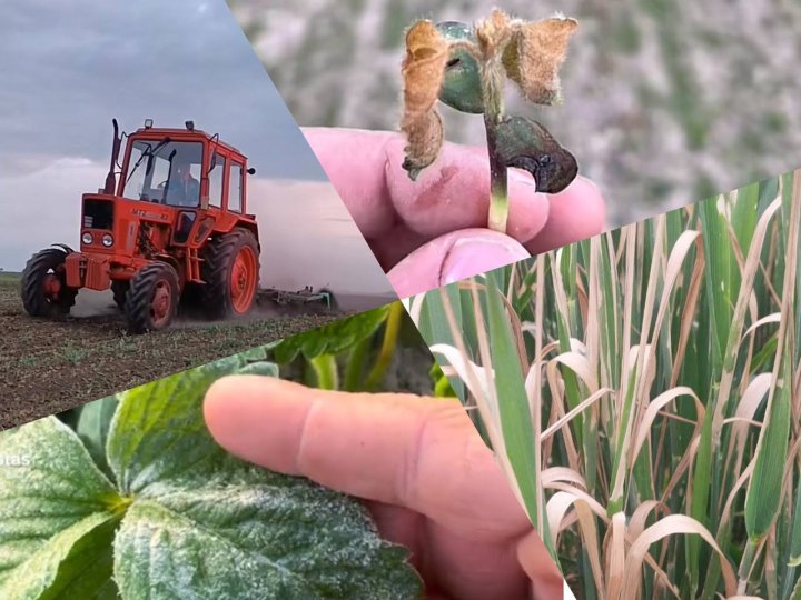 Заморозки знищили частину урожаю на Волині. ФОТО