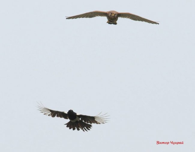 Луцький фотограф «упіймав» грайливих пташок у замку